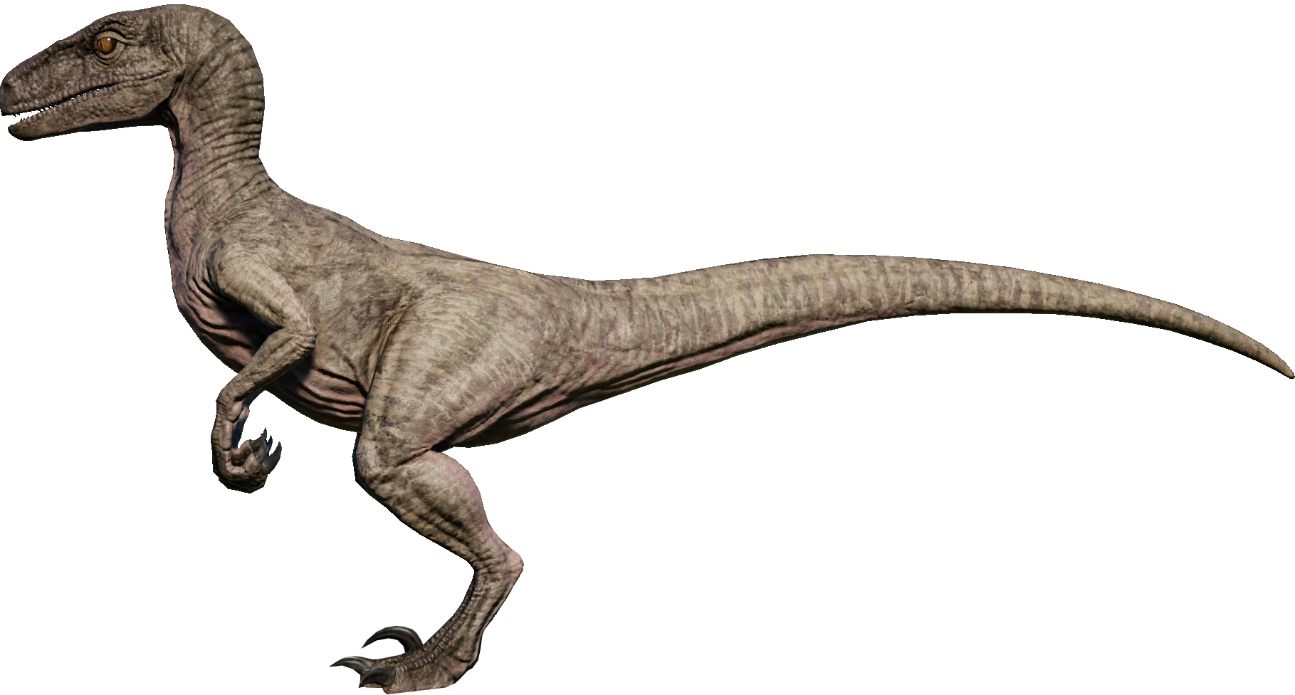 Velociraptor